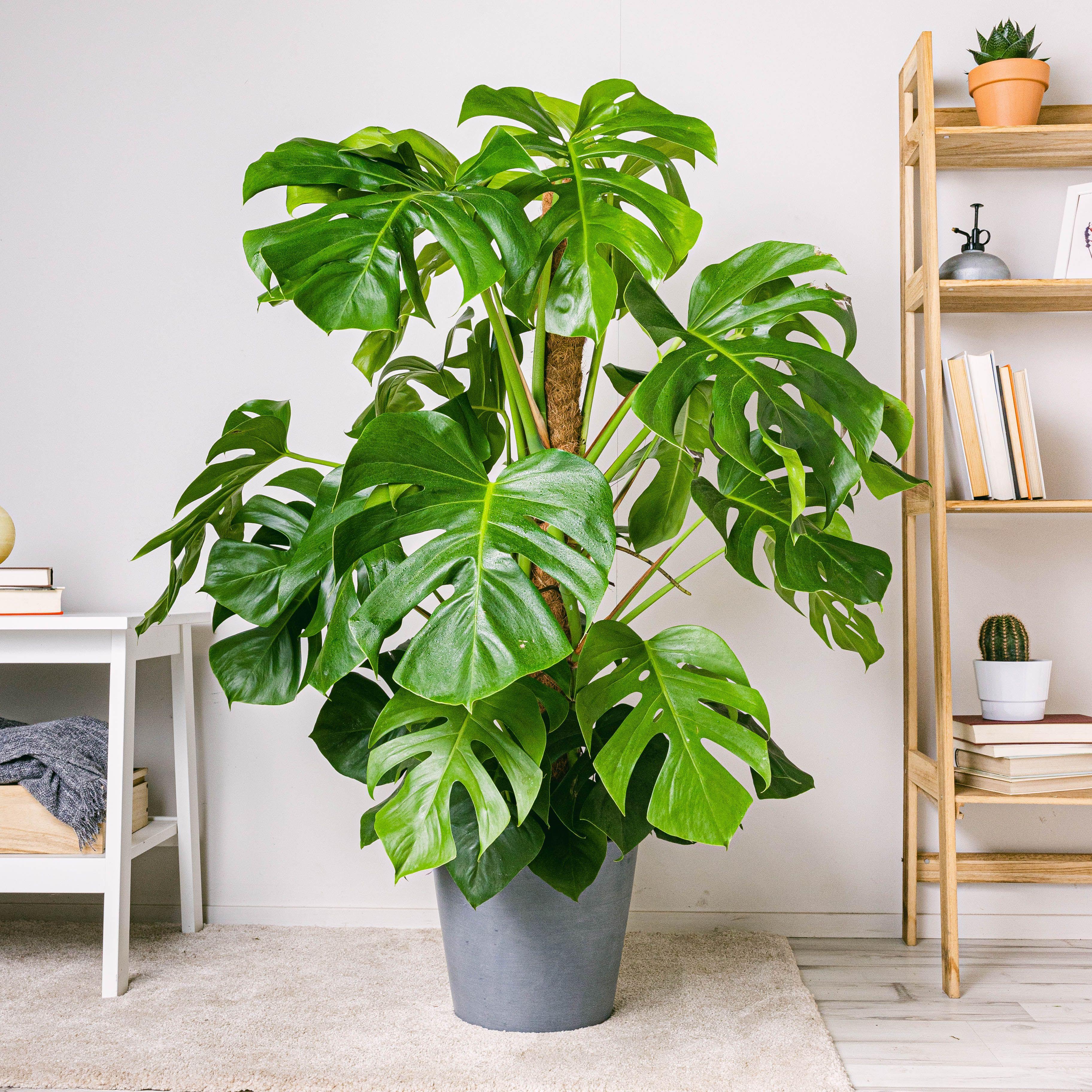 Monstera Deliciosa (Swiss Cheese Plant)
